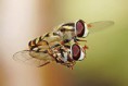 /album/galeria-de-fotos/a220px-hoverflies-mating-midair-jpg/